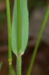 Sweet vernalgrass